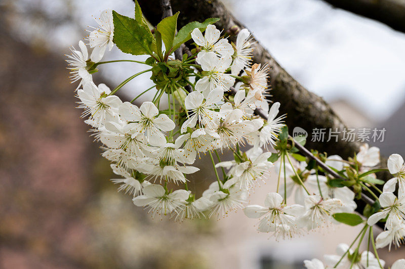 酸樱桃(Prunus cerasus)树在花园里开花